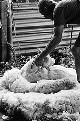 Sheep shearing (12)