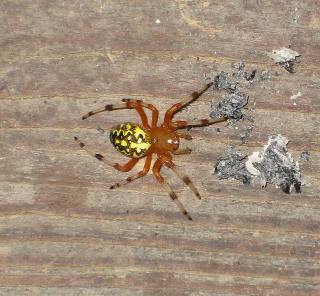 Yellowjacket Spider