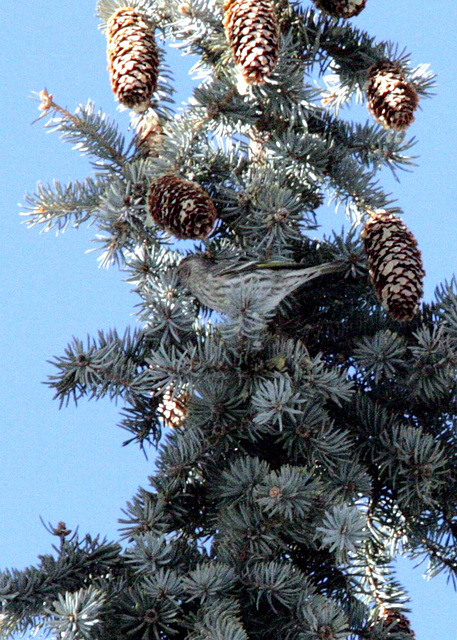 Pine Siskin