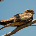 105° Common Nighthawk (Chordeiles minor)