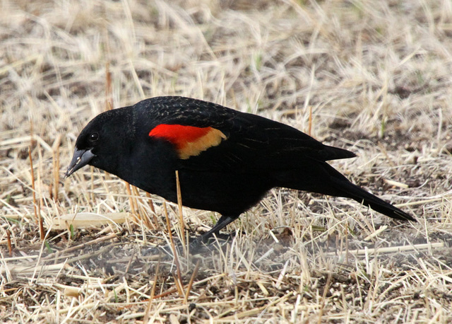 Red-Winged Blackbird