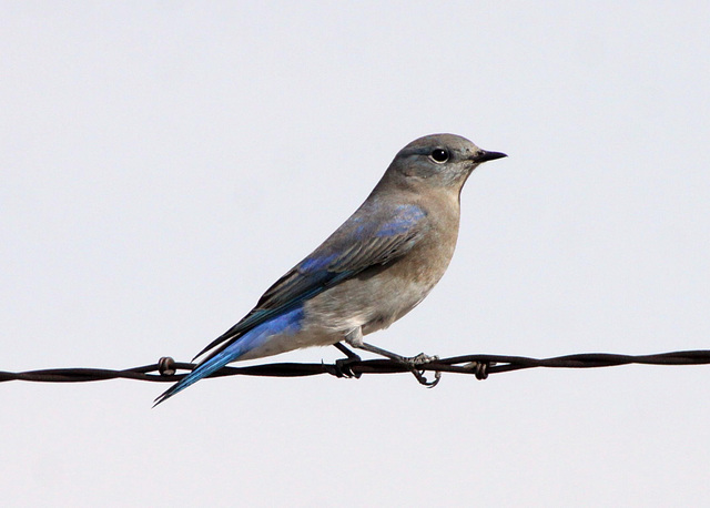 Mountain Bluebird