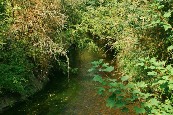 Beverley Brook