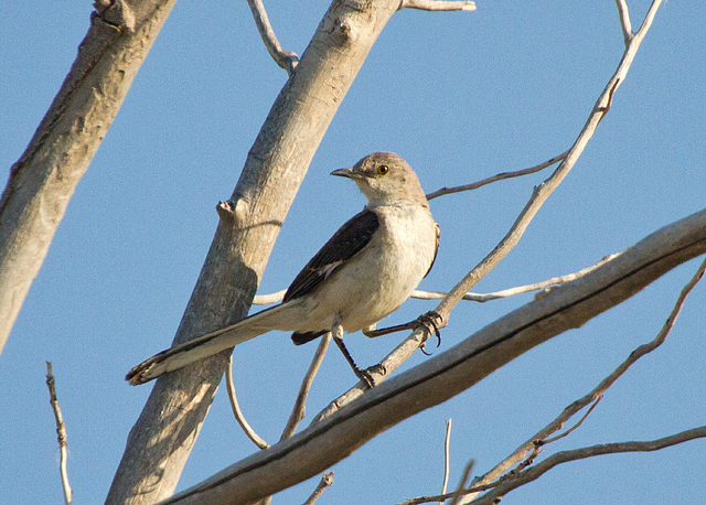 Northern Mockingbird (Mimus polyglottos)