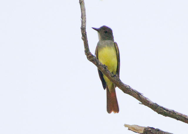 Great Crested Flycatcher (Myiarchus crinitus)