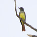 Great Crested Flycatcher (Myiarchus crinitus)