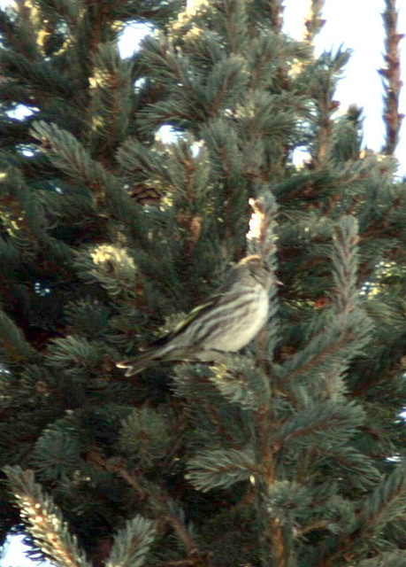 Pine Siskin