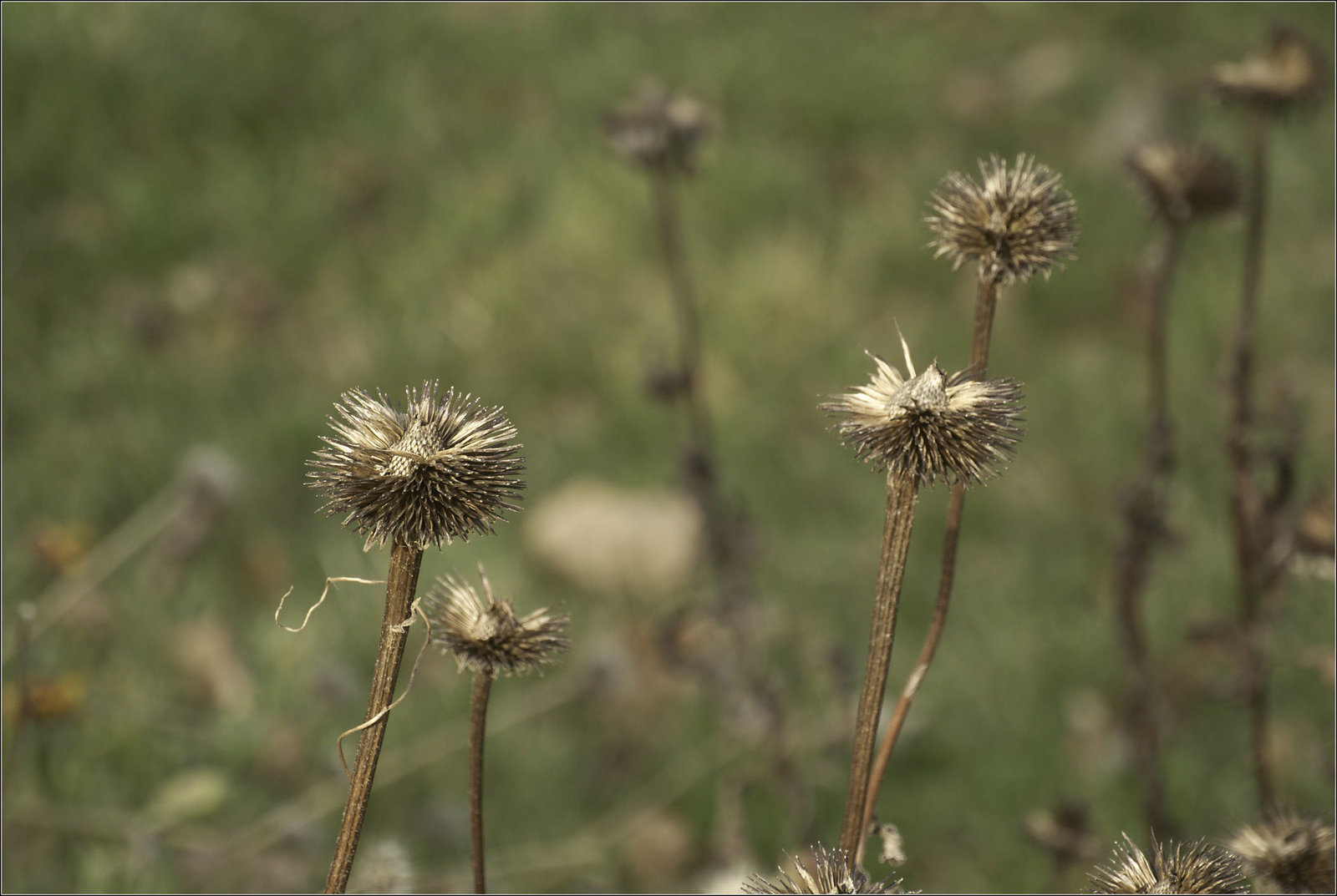 Gone to Seed