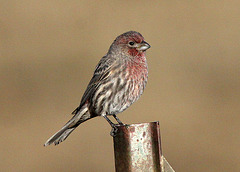 House Finch