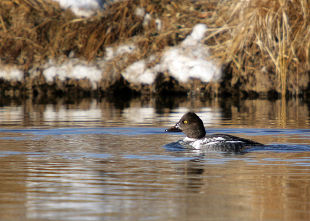 Common Goldeneye