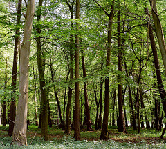 Hertfordshire woods
