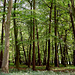 Hertfordshire woods