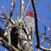 Red-Bellied Woodpecker