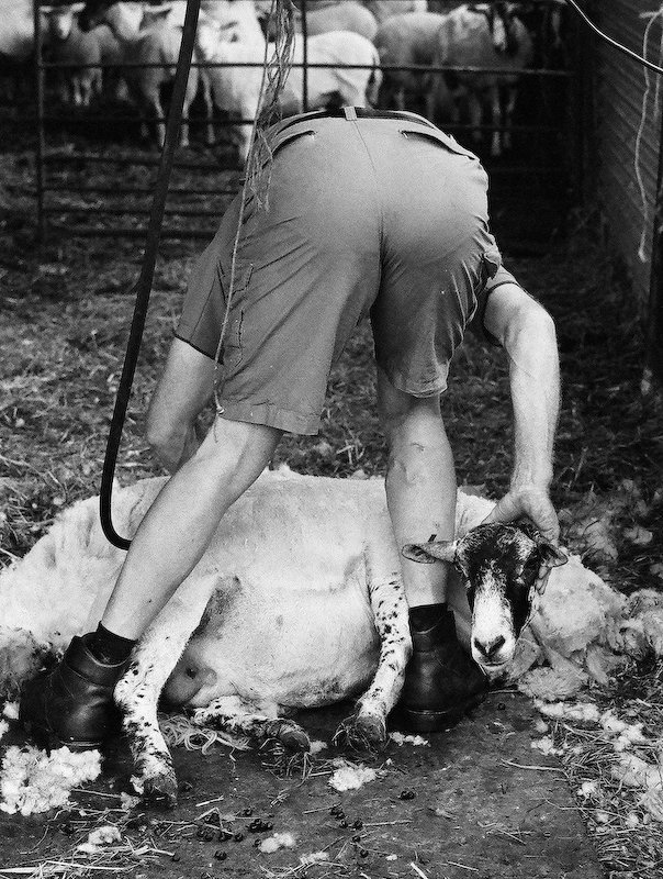 Sheep shearing (7)