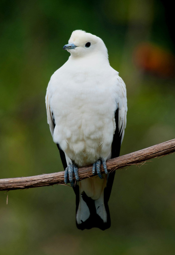 Au parc des oiseaux...