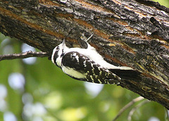 Downy Woodpecker