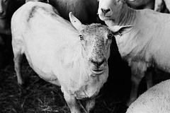 Sheep shearing (3)