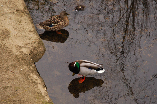 Mallards