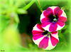 vert tendre