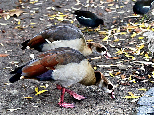 Nilgänse im Gleichschritt