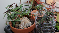 Monadenium rubellum-taille et bouturage