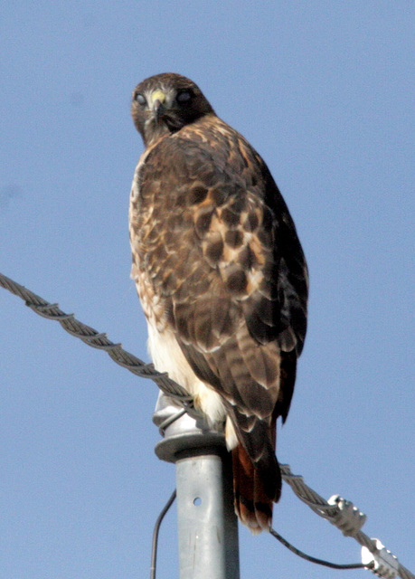 Zombie Red-Tailed Hawk