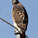 Zombie Red-Tailed Hawk