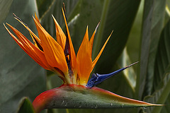 Bird of Paradise