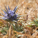 Eryngium vesiculosum (Prostrate Blue Devil).