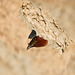 Cliff Swallow in Nest