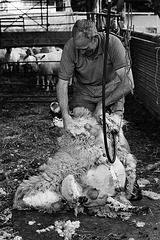 Sheep shearing (5)