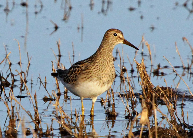 Pectoral Sandpiper