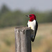 Red-Headed Woodpecker (Melanerpes erythrocephalus)