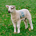 Lamer lambs (2)