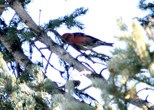 White-Winged Crossbill