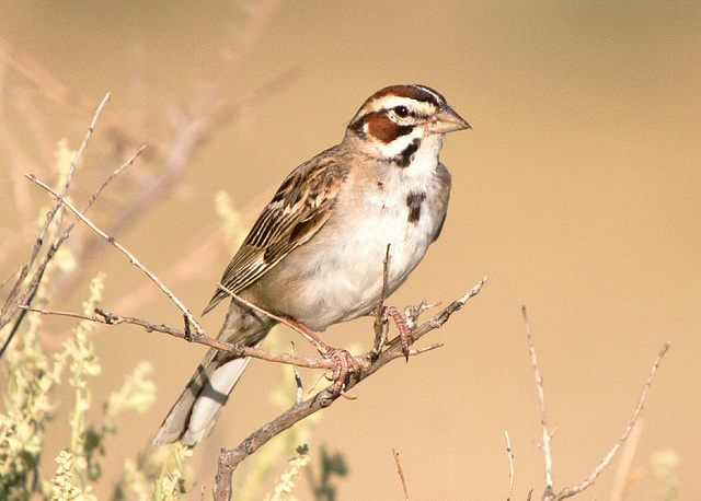 Lark Sparrow (Chondestes grammacus)