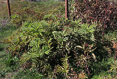 Sambucus ebulus - Sureau hièble (2)