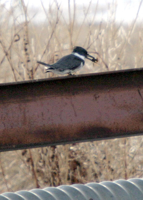 Belted Kingfisher