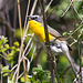 Yellow-Breasted Chat (Icteria virens)