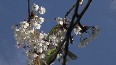 Fantastic cherry blossom