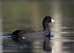 American Coot