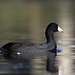 American Coot