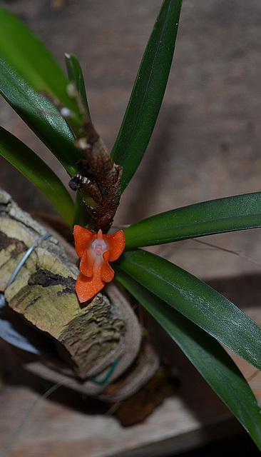 Ceratostylis rubra DSC 0035