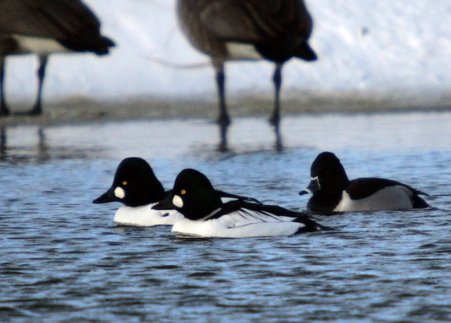 Common Golendeyes and Ring-Necked Duck