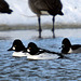 Common Golendeyes and Ring-Necked Duck