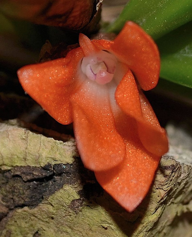 Ceratostylis rubra DSC 0036