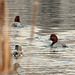 Redhead and American Wigeon