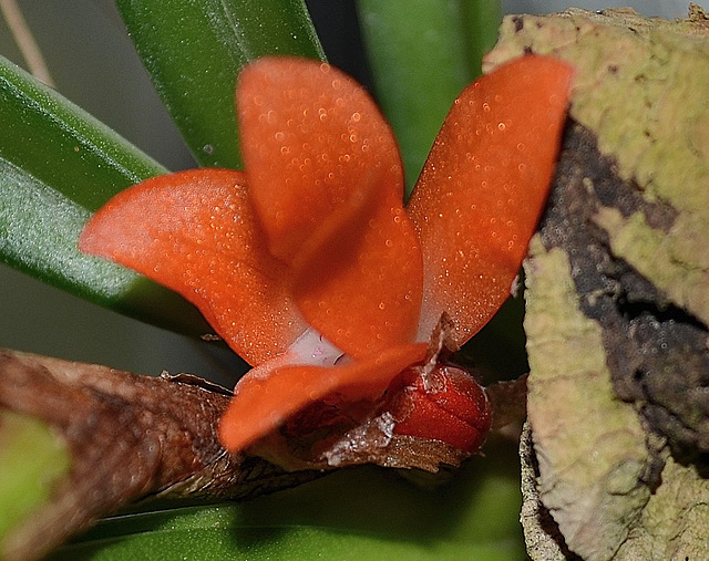 Ceratostylis rubra DSC 0038