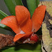 Ceratostylis rubra DSC 0038