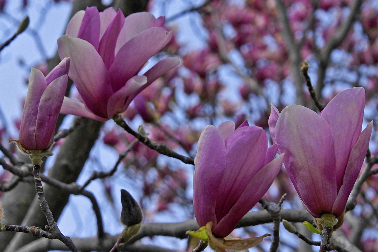 Pink Magnolias
